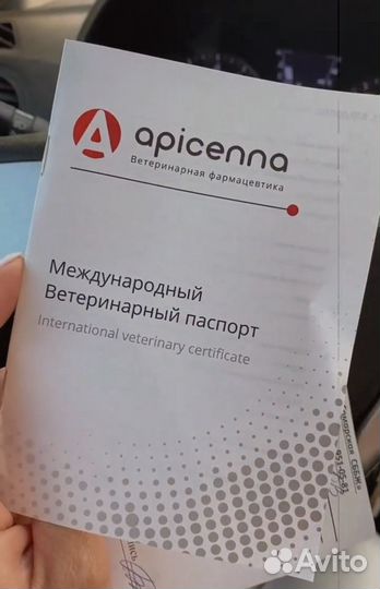 Канадский сфинкс эльф вязка
