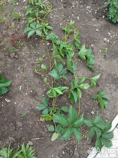 Девичий виноград