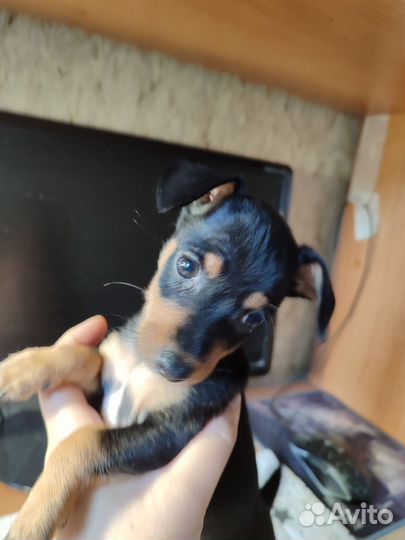 Цвергпинчер метис