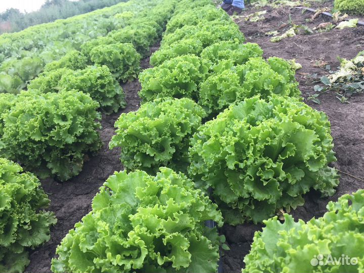 Семена Салата 