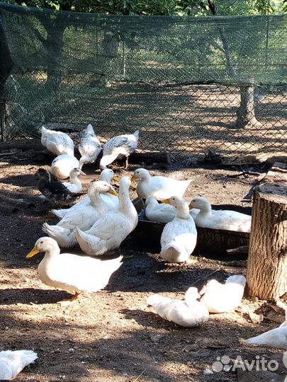 Утки на мясо муларды молодые домашние