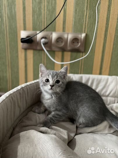 Шотландские котята