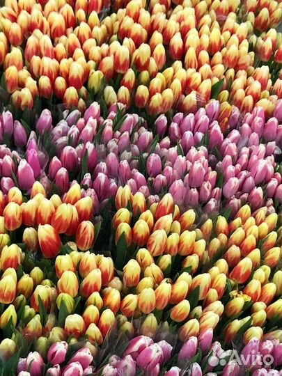 Тюльпаны к 8 марта оптом тюльпаны
