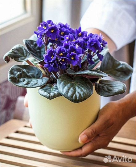 Фиалка росточки