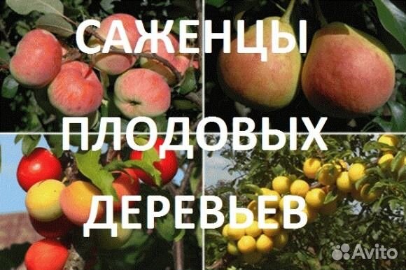 Саженцы плодовых и декоративных растений