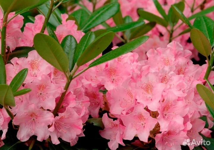 Рододендрон