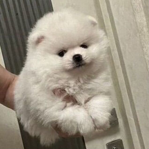 Померанский шпиц, щенок