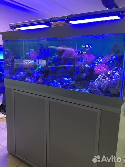 Морские аквариумы