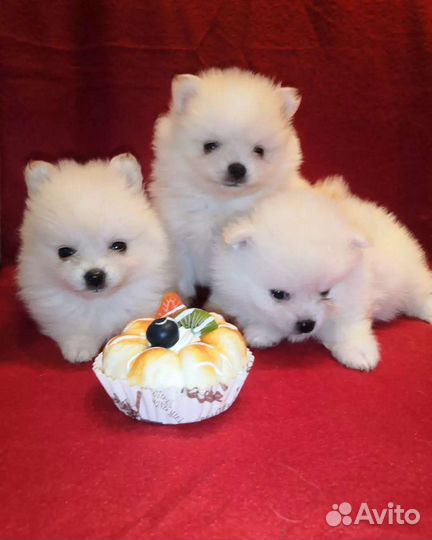 Шпицульки миники