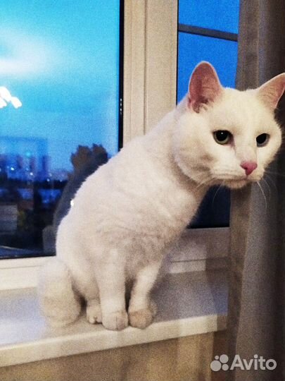 Передержка животных