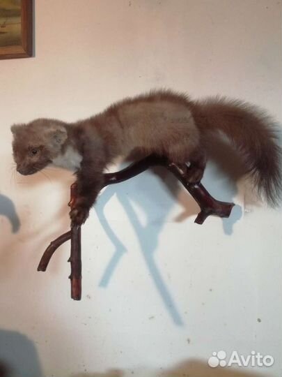 Таксидермия. Куница