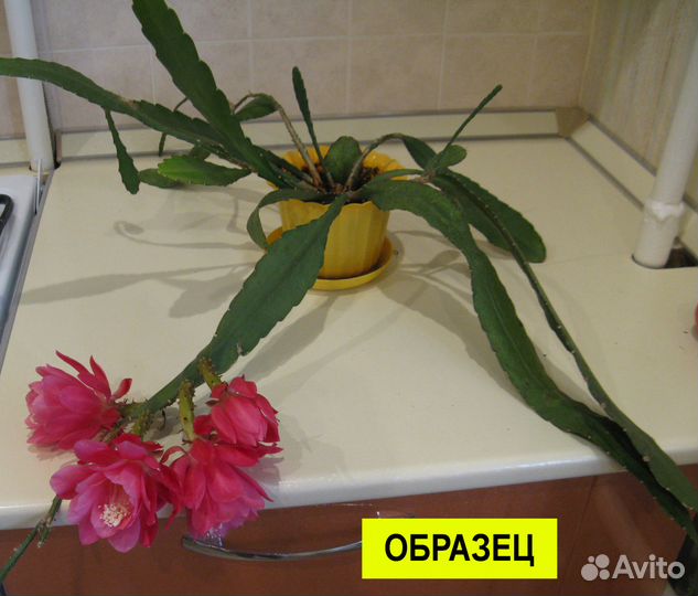 Кактусы (осталось 4штуки)