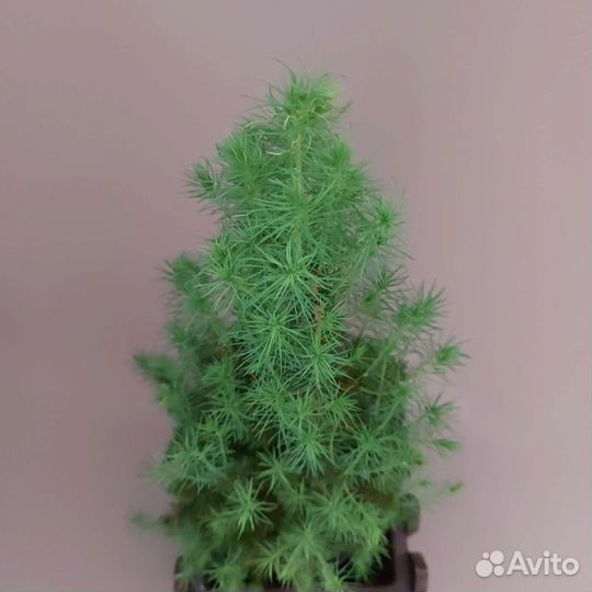 Ель Доставка растений Тюмень