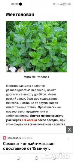 Мята ментоловая