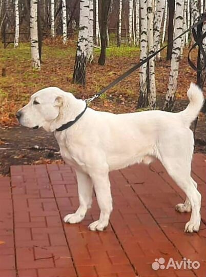 Вязка Алабая