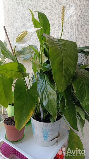 Продам цветы комнатные
