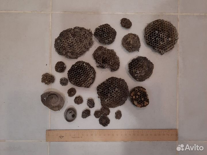 Осиное гнездо, осиный улей много 23 шт