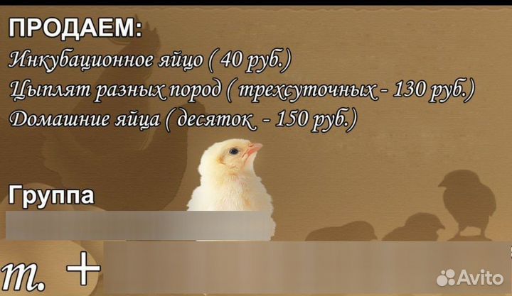 Продаем инк. яйцо, цыплят, пищевое яйцо