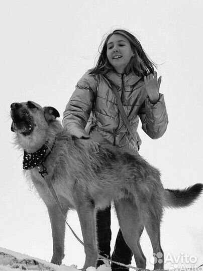 Кинолог. Дрессировка и выгул собак Спб