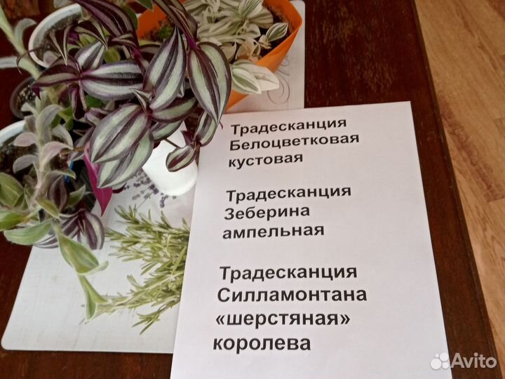 Традесканции сортовые