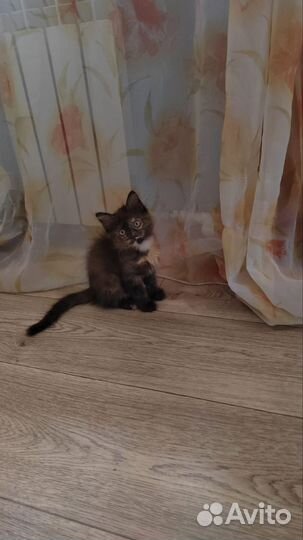 Кошка
