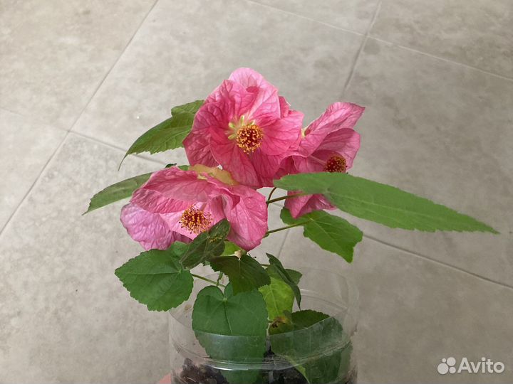 Абутилон белла