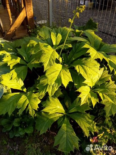 Многолетние растения для сада