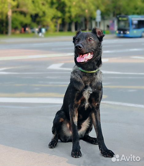 Весёлый малышок Граф в добрые руки