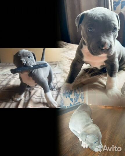 Щенок питбуля