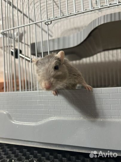 Песчанка с клеткой