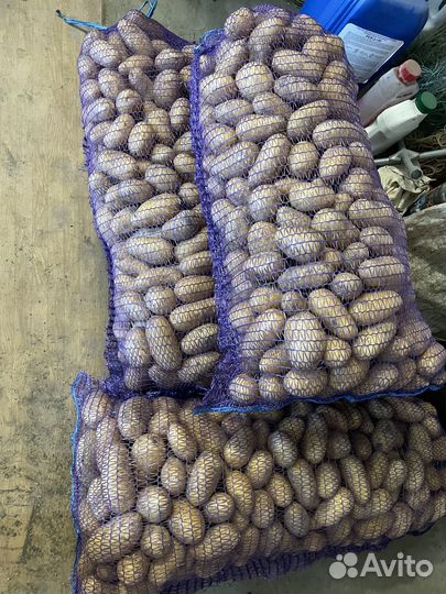 Картофель домашний голландка