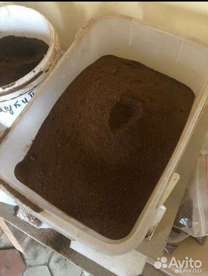 Барда пшеничная