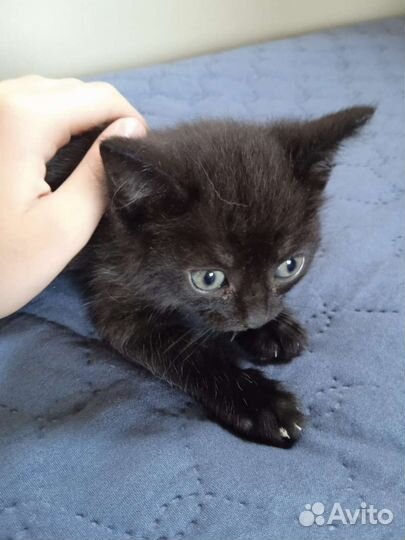 Сибирская кошка