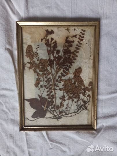 Гербарий в довоенной рамке