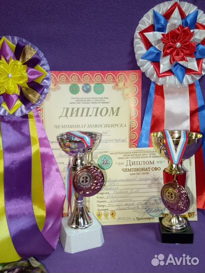 Щенки питбуля