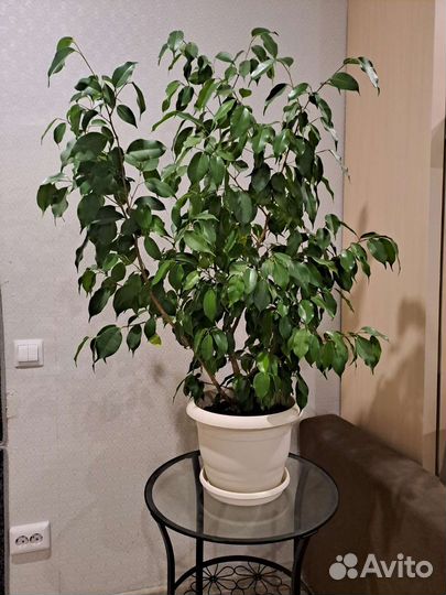 Фикус бенджамина большой 120 см