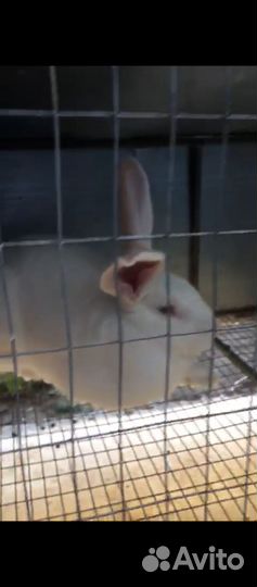 Кролики мясных пород великаны