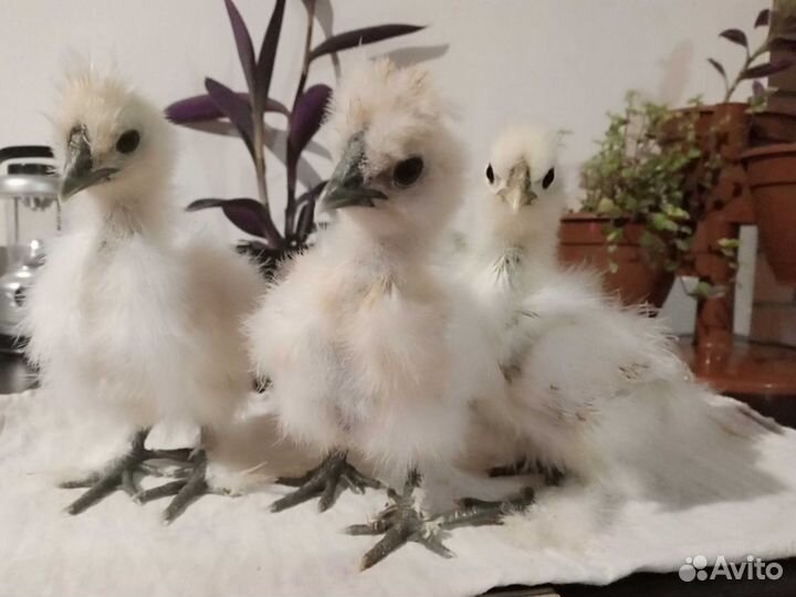 Китайские шелковые, Лакенфельдер цыплята