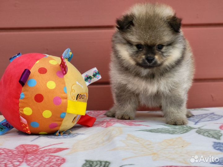Малый немецкий шпиц щенки мальчики