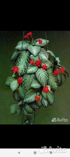 Растения