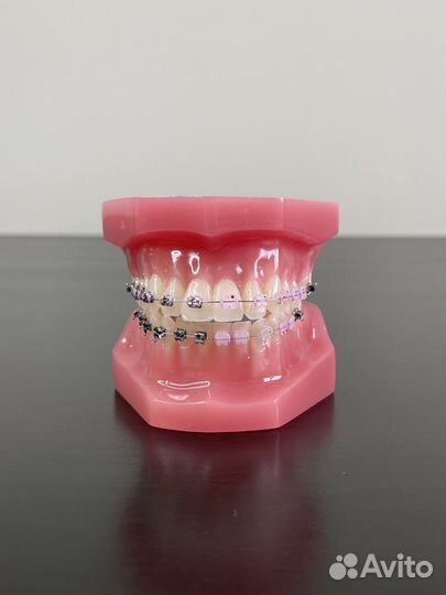 Макет зубов