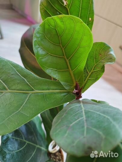 Фикус Лирата