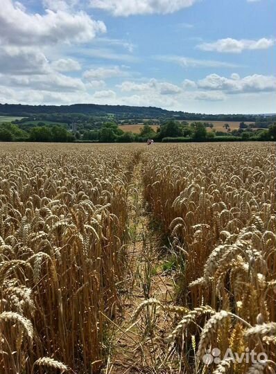 Пшеница, рожь, овес