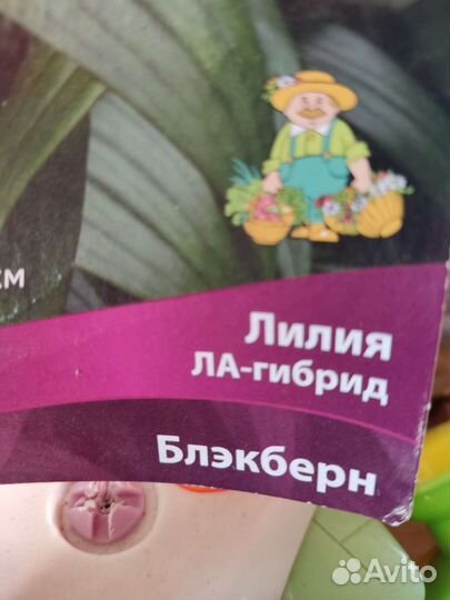 Лилия сортовая
