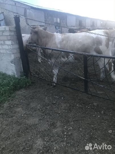 Продам телку