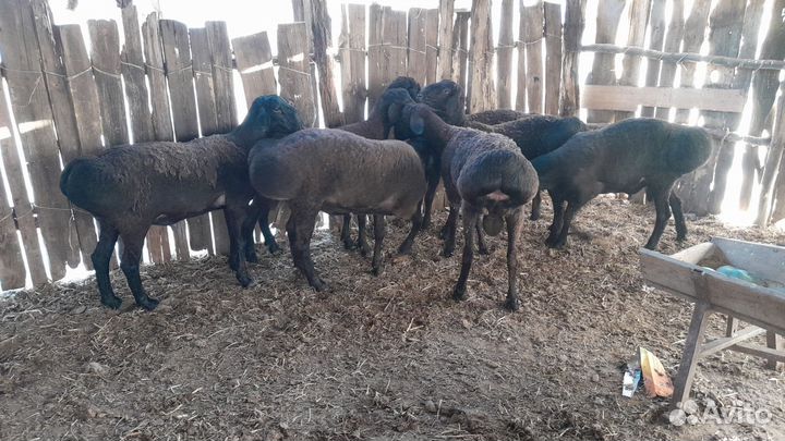 Баран на племя