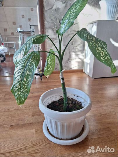 Диффенбахия