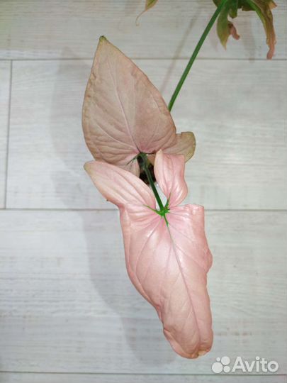 Сингониумы сортовые