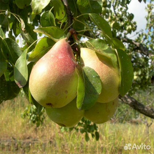 Саженцы груши Лесная Красавица