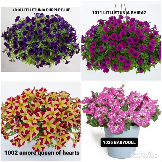 Вегетативная петуния